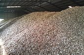Thuế xuất khẩu sắn lát về 0%