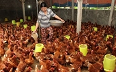 Vụ kiện gà Mỹ bán phá giá và “luật chơi” của TPP
