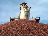 Việt Nam có thể mất ngôi á quân xuất khẩu càphê