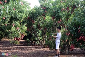 Tình hình xuất nhập khẩu giữa Việt Nam và Úc trong 10 tháng năm 2015