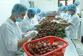 Xuất khẩu rau quả về đích sớm