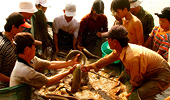 Nhiều sản phẩm nông nghiệp Việt Nam đã tham gia chuỗi cung ứng toàn cầu