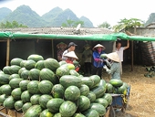 Xuất khẩu nông sản sang Trung Quốc tăng cao
