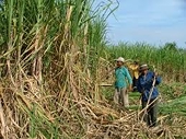Ngành mía đường còn nhiều khó khăn, thách thức khi hội nhập