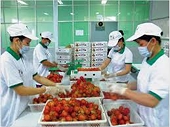 Trái cây Việt chinh phục các thị trường khó tính trong năm 2015