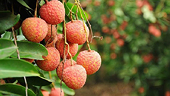 Tình hình xuất nhập khẩu giữa Việt Nam và Úc trong 11 tháng năm 2015