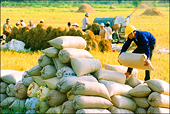 Xuất khẩu nông, lâm, thủy sản năm 2016 - 4 nhóm giải pháp “tiếp sức” doanh nghiệp