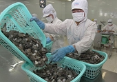 Xuất khẩu tôm của Việt Nam sang Mỹ sẽ có nhiều khởi sắc
