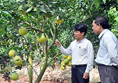 'Gió hội nhập' thổi trên những cánh đồng