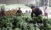 Chuối xuất khẩu của Việt Nam gia nhập thị trường Nhật Bản