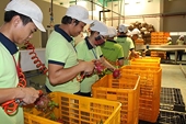 Bộ Công thương đôn đốc việc 'gỡ khó' cho doanh nghiệp, thúc đẩy xuất khẩu
