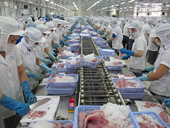 EU cảnh báo loại cơ sở xuất khẩu thủy sản có kháng sinh cấm