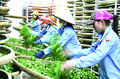 Thương mại công bằng: Rộng đường cho nông sản vào EU