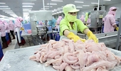 Phán quyết của CIT ngày 7/6, không ảnh hưởng đến mức thuế CBPG với cá tra hiện nay