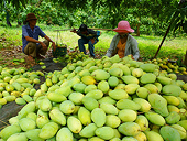 Để xoài cát chu mãi... hút hàng