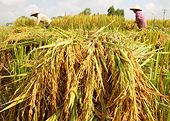 Dự kiến xuất khẩu khoảng 5,7 triệu tấn gạo trong năm 2016