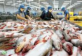 Cá tra - Chuyện trong nhà, ngoài chợ