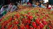 Hai doanh nghiệp nhập khẩu trái cây UAE lừa đảo, gian lận thương mại 