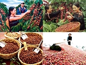 Algeria - thị trường nhập khẩu lớn thứ 4 của Việt Nam tại châu Phi