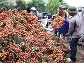 Xây dựng thương hiệu cho nông sản xuất khẩu