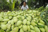 Xuất khẩu lượng lớn xoài sang Úc