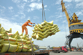 Xuất khẩu gạo sang châu Âu: Quan trọng là gạo phải ngon
