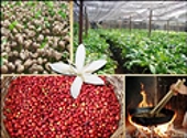 Việt Nam là nhà cung ứng lớn thứ 3 nhóm hàng cà phê, chè, gia vị sang Liên Bang Nga
