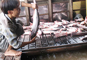 Cá Việt Nam xuất khẩu vào Mỹ phải có tên trong danh sách của FSIS