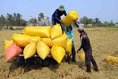 22 doanh nghiệp đủ điều kiện xuất khẩu chính ngạch gạo sang Trung Quốc