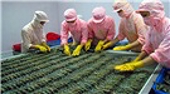 EU nghi vấn có gian lận chứng nhận xuất xứ tôm nhập khẩu từ Việt Nam