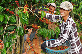 Xuất khẩu năm 2016: Nhiều điểm sáng