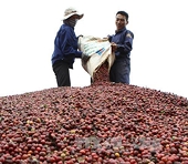 Brazil lần đầu tiên sẽ nhập cà phê Robusta của Việt Nam