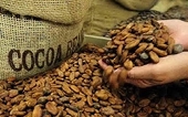 Tạm ngừng nhập nhiều nông sản Ấn Độ vì côn trùng gây hại