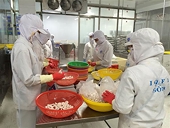 Lệnh cấm nhập khẩu tôm của Úc gây ra thiệt hại nghiêm trọng cho doanh nghiệp Việt Nam
