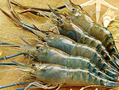 Phản hồi của phía Úc trước đề nghị của Bộ Công Thương liên quan đến Úc ban hành lệnh tạm ngừng nhập khẩu tôm và thịt tôm chưa nấu chín