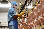 Việt Nam trước cơ hội xuất khẩu gà vào EU