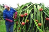 Việt Nam là nước đầu tiên và duy nhất được cấp phép xuất khẩu thanh long tươi vào Úc