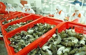 Xuất khẩu tôm sang EU dự kiến tăng khi EVFTA có hiệu lực