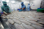 Xuất khẩu cá tra sang Trung Quốc tăng nóng