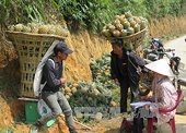 Đằng sau con số xuất khẩu kỷ lục - Thuế về 0 nhưng 'hàng rào' bảo hộ giăng mắc