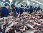 Xuất khẩu cá tra sang Mỹ vẫn tăng