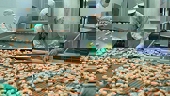 Xuất khẩu tôm nấu chín sang Úc thêm rào cản