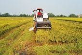 Vì sao Trung Quốc đột ngột “giảm ăn” gạo Việt?