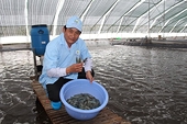Thuế chống bán phá giá tôm vào Mỹ “dễ thở” hơn 