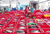 Thẻ vàng thủy sản: Chuẩn bị mọi điều kiện để đoàn EU giám sát