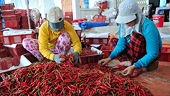 Trái ớt Việt Nam gặp khó ở thị trường Malaysia