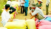 Bứt phá xuất khẩu gạo