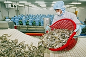 Làm sao để tôm Việt xuất khẩu tốt hơn sang EU?