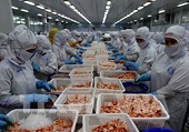 Mở đường đi cho con tôm Việt