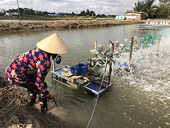 Hoa Kỳ công bố thuế chống bán phá giá tôm Việt Nam còn 0%